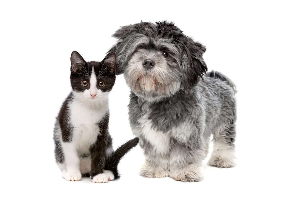 dog and cat