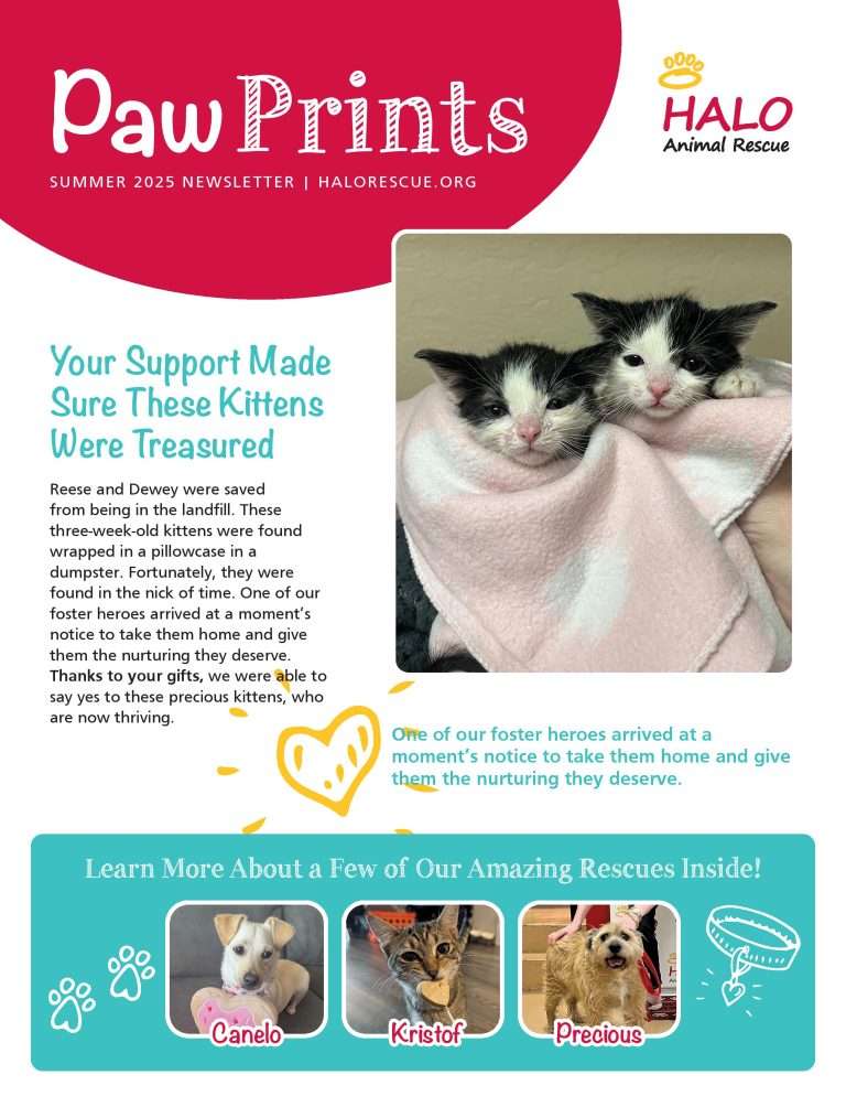 Read more about the article 2025 Summer Newsletter