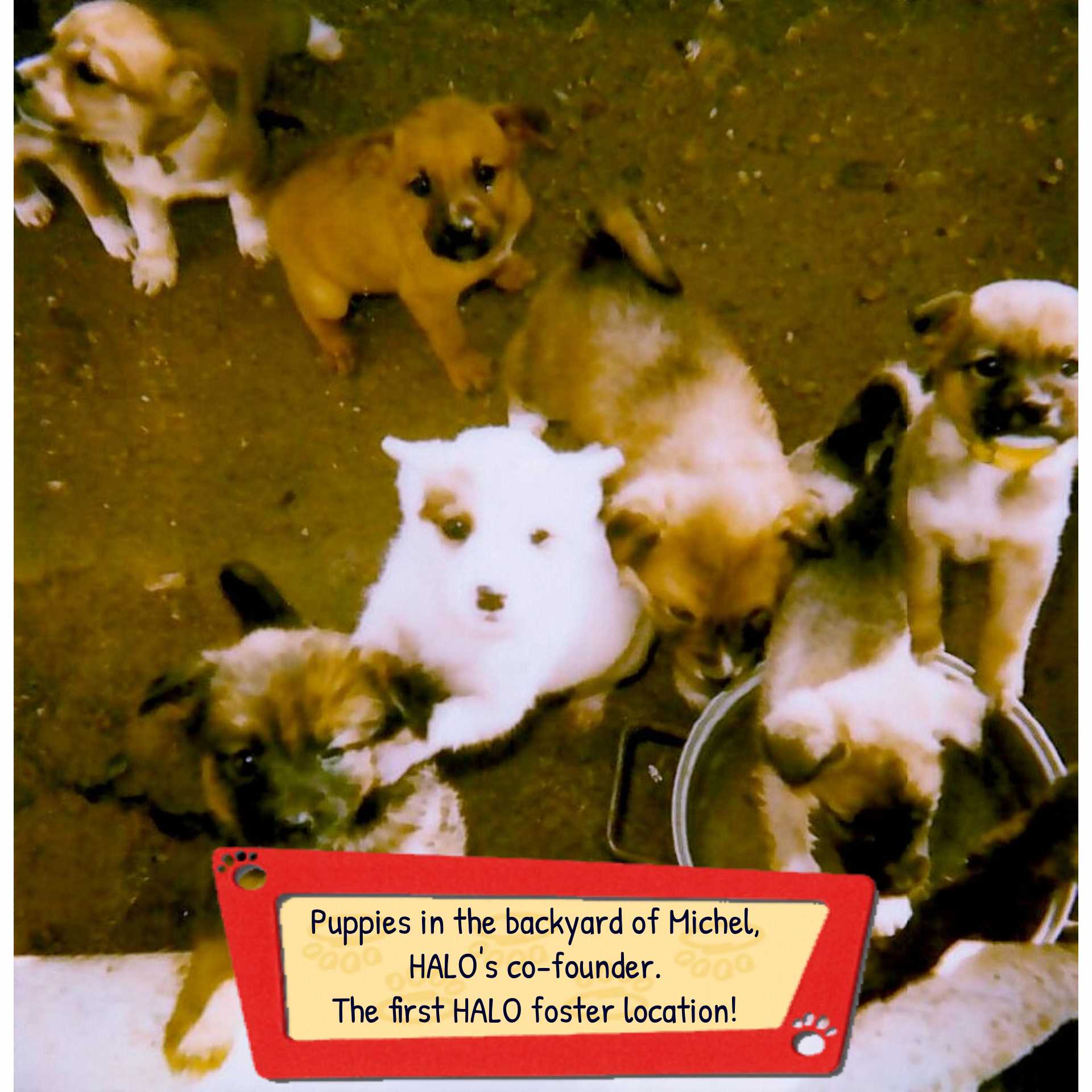 captioned-HALO-puppies-polaroid