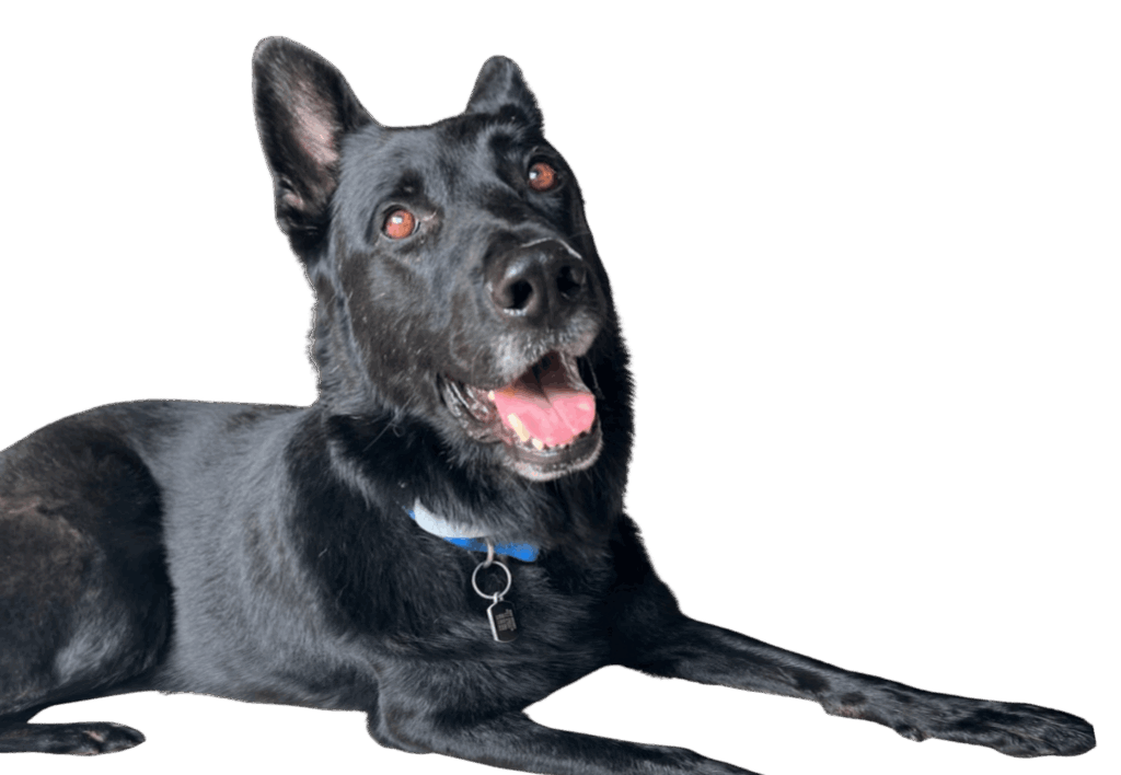 Zeke, a Black German Shepherd and the dog of the deceased Mary Carol Sheets