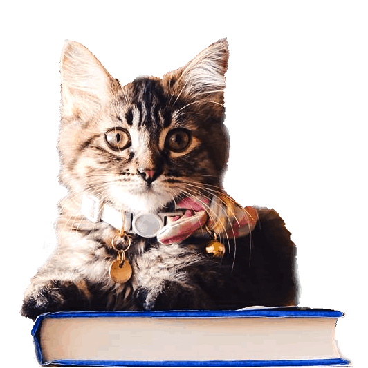 A picture of a HALO cat "Junie" sitting atop a pile of books