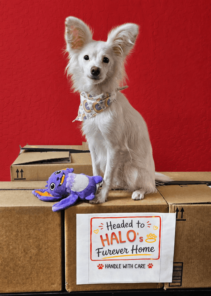 a white dog (Mona) sitting atop boxes that say "Moving to HALO's Furever Home, Handle with Care". You can click it to take you to the donation page.